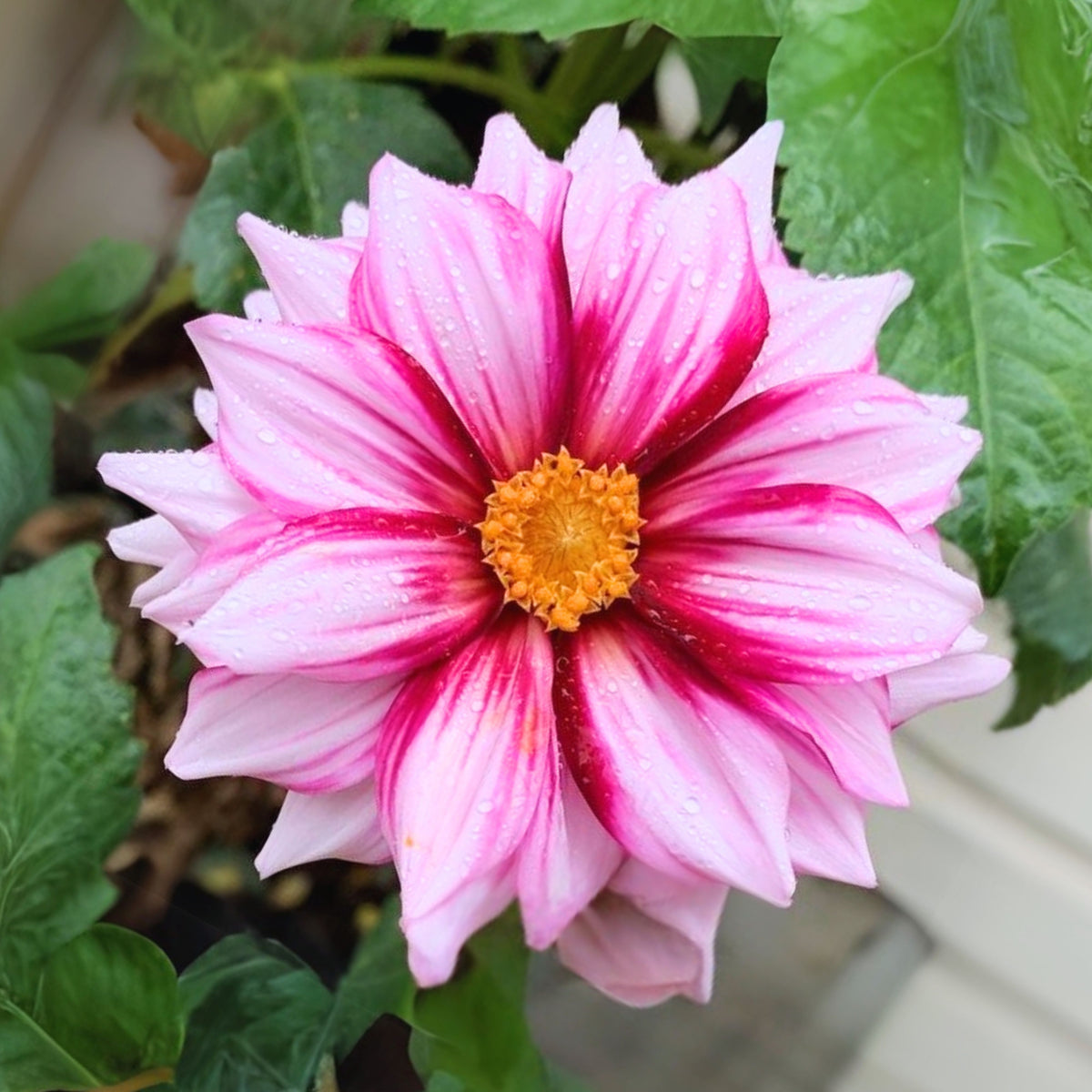 Edge of Joy Dahlia Perennial Seeds - Mixed Color Blooms, 40+ seeds