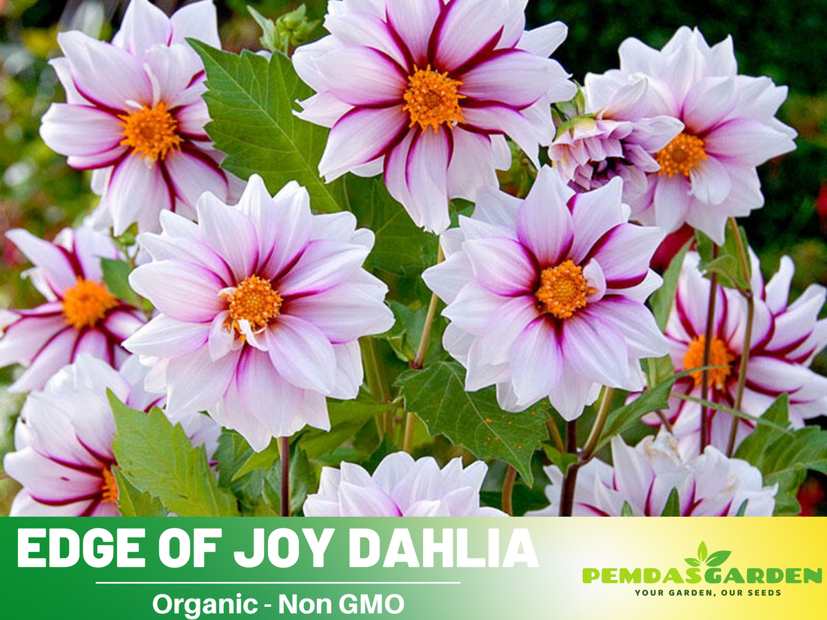 40+ Seeds|  Edge of Joy Dahlia  Perennial Seeds #D087