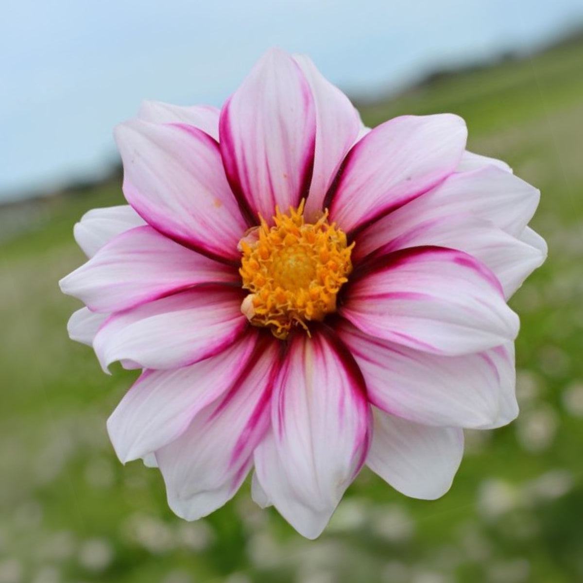 Edge of Joy Dahlia Perennial Seeds - Mixed Color Blooms, 40+ seeds