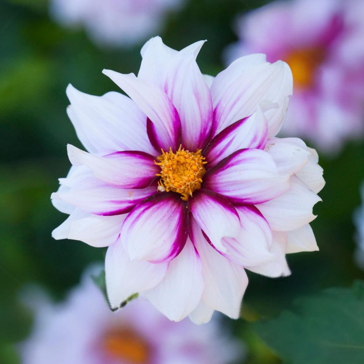 Edge of Joy Dahlia Perennial Seeds - Mixed Color Blooms, 40+ seeds
