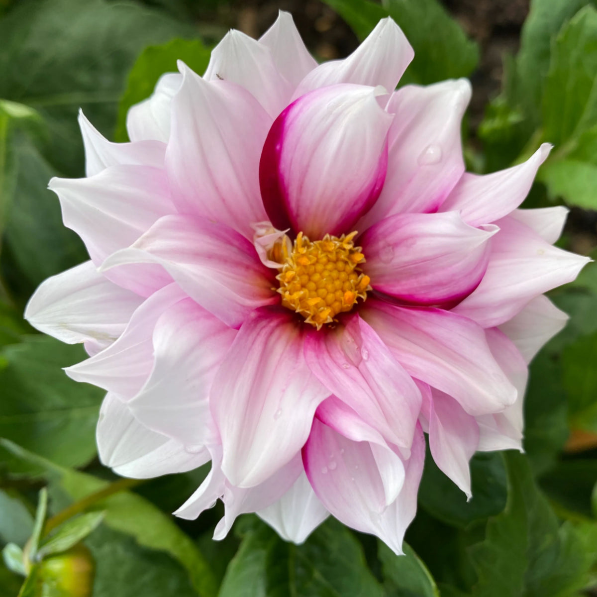 Edge of Joy Dahlia Perennial Seeds - Mixed Color Blooms, 40+ seeds