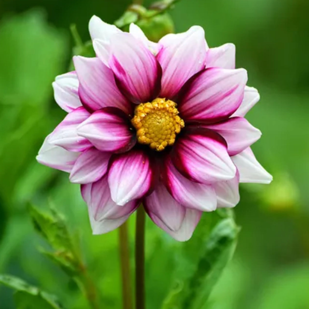 Edge of Joy Dahlia Perennial Seeds - Mixed Color Blooms, 40+ seeds