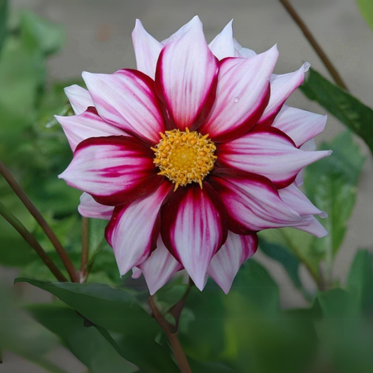 Edge of Joy Dahlia Perennial Seeds - Mixed Color Blooms, 40+ seeds