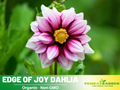 40+ Seeds|  Edge of Joy Dahlia  Perennial Seeds– Mixed Color Blooms, Fast Growing Annual Flowers, Ornamental Garden Seeds for Borders & Pots #D087