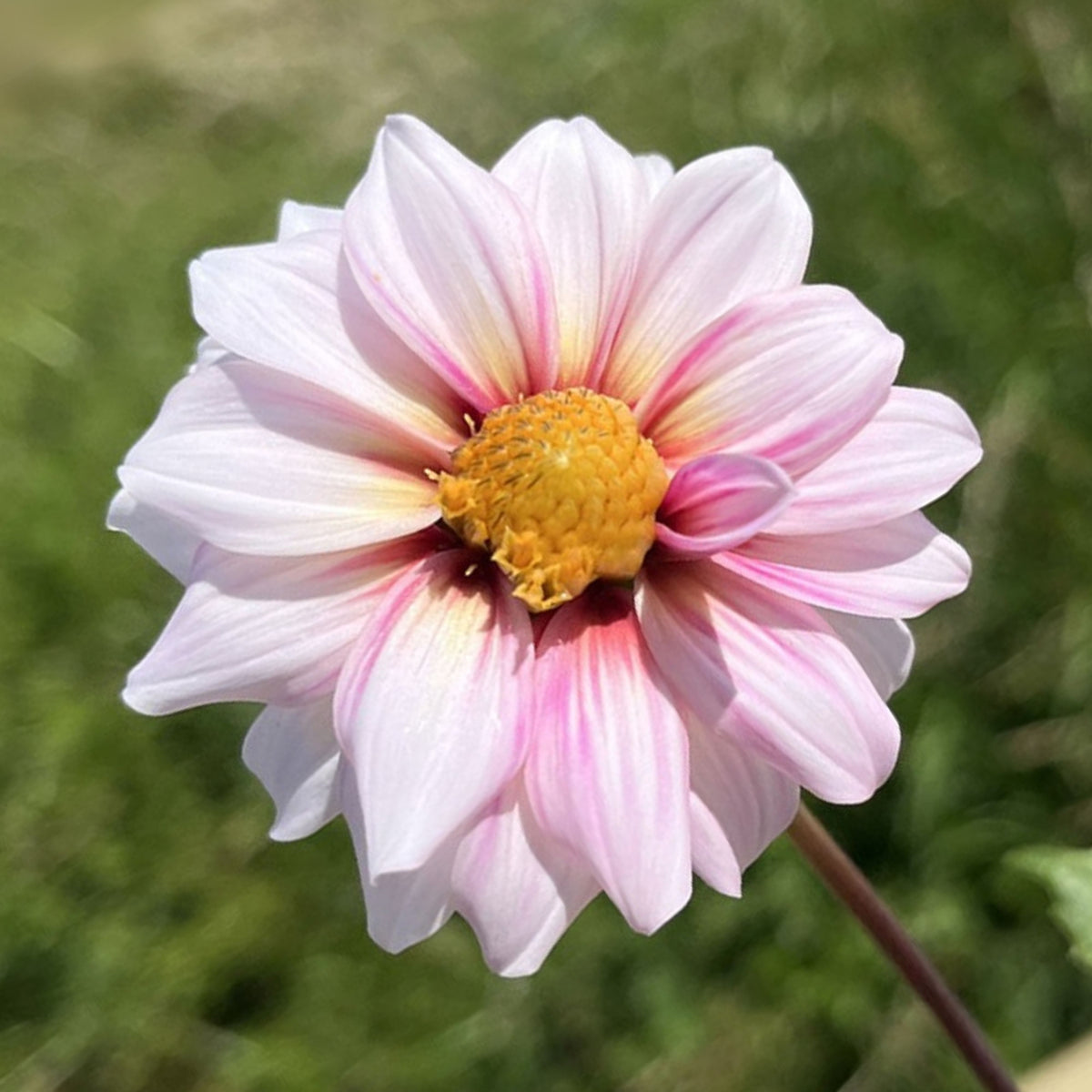 Edge of Joy Dahlia Perennial Seeds - Mixed Color Blooms, 40+ seeds