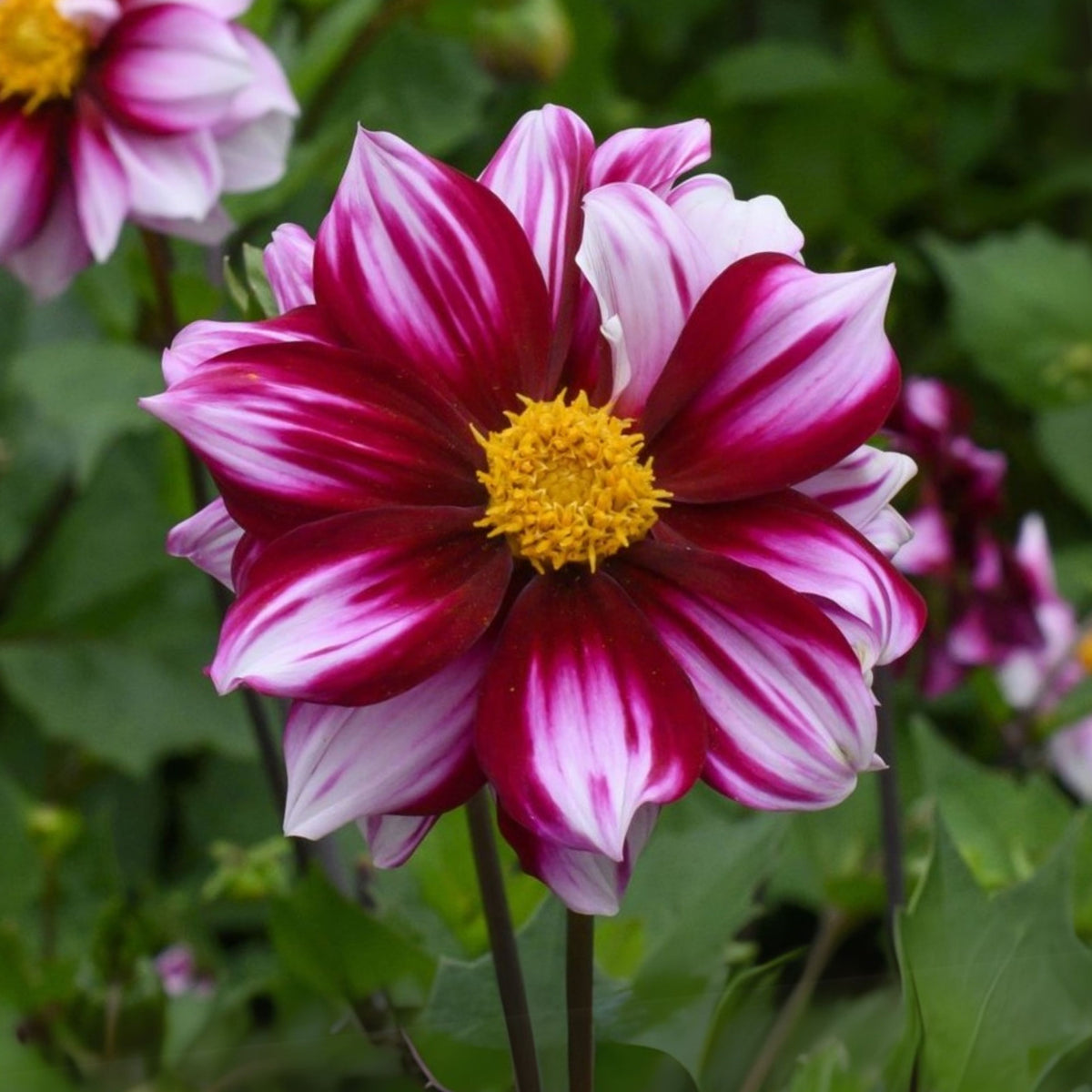 Edge of Joy Dahlia Perennial Seeds - Mixed Color Blooms, 40+ seeds