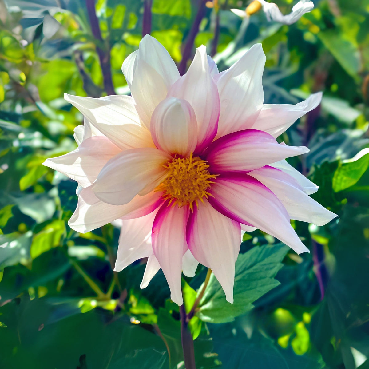 Edge of Joy Dahlia Perennial Seeds - Mixed Color Blooms, 40+ seeds