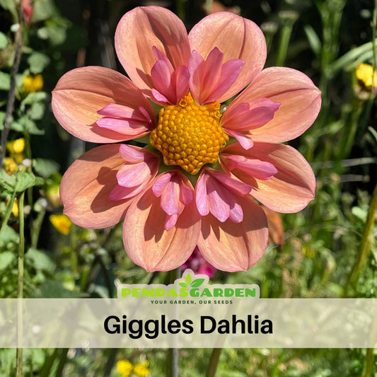 Giggles Dahlia Seeds - Colorful Garden Blooms, 40+ seeds