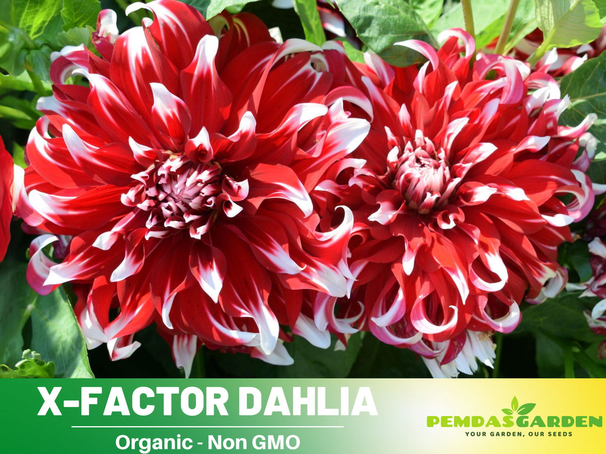 40+ Seeds|  X-Factor Dahlia  Perennial Seeds #D088