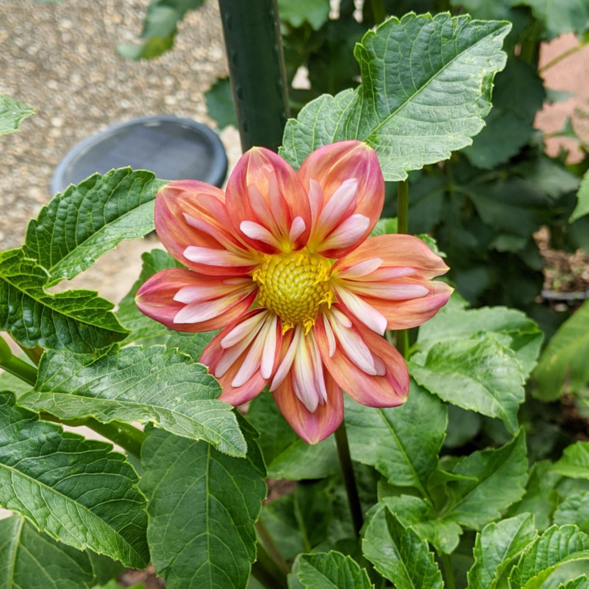Giggles Dahlia Seeds - Colorful Garden Blooms, 40+ seeds