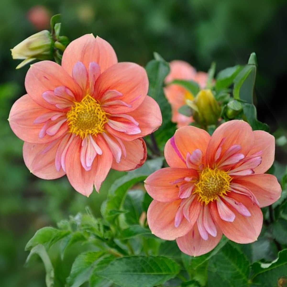 Giggles Dahlia Seeds - Colorful Garden Blooms, 40+ seeds