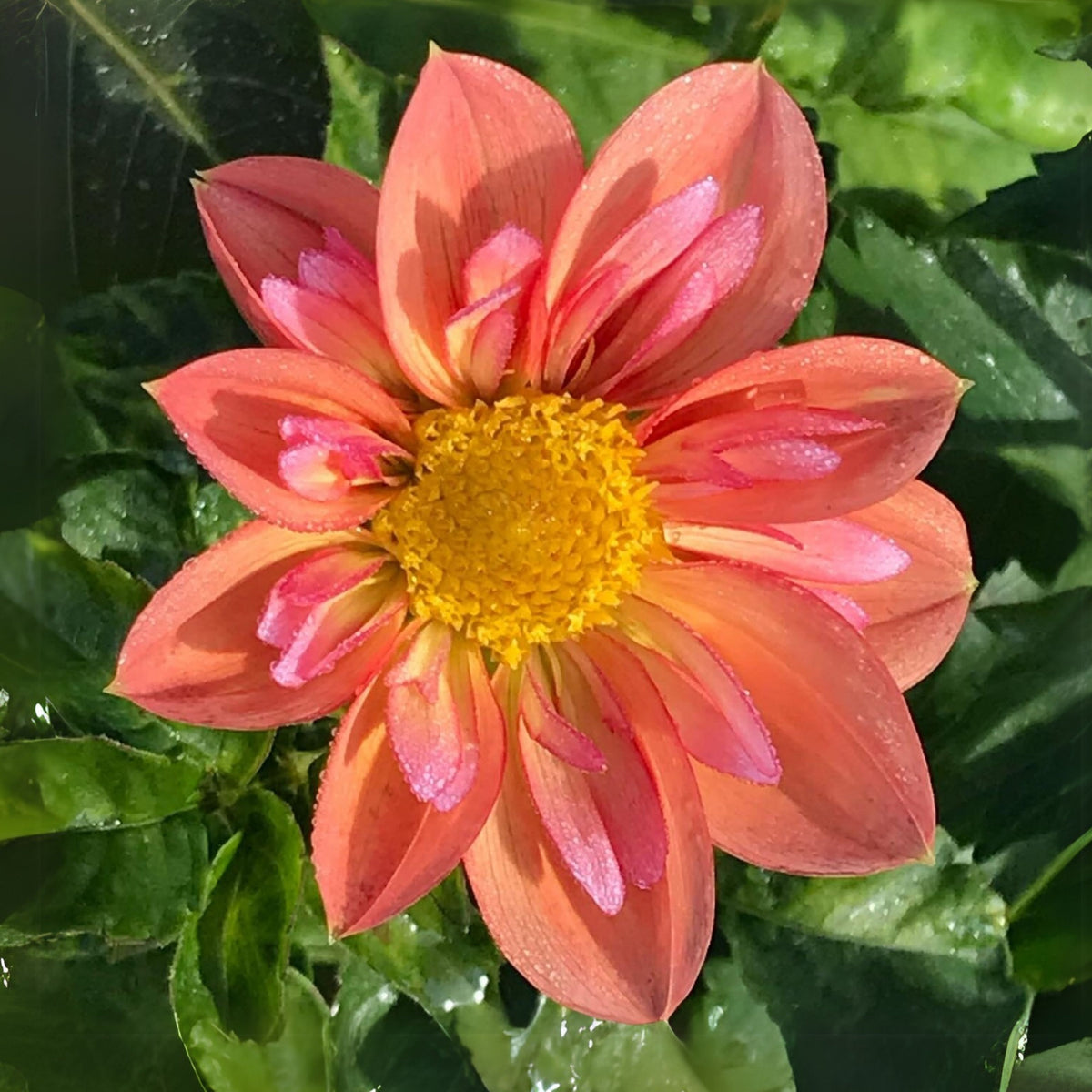 Giggles Dahlia Seeds - Colorful Garden Blooms, 40+ seeds