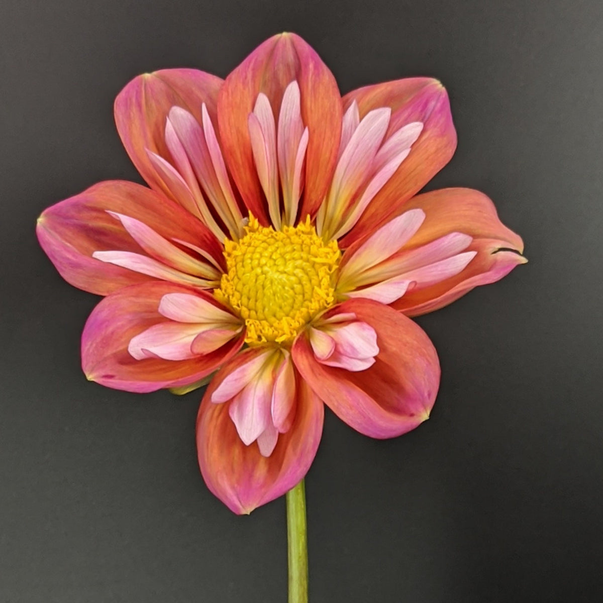 Giggles Dahlia Seeds - Colorful Garden Blooms, 40+ seeds