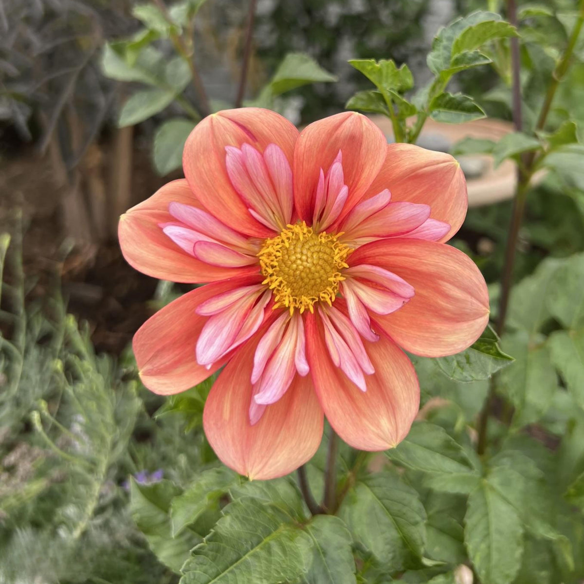 Giggles Dahlia Seeds - Colorful Garden Blooms, 40+ seeds
