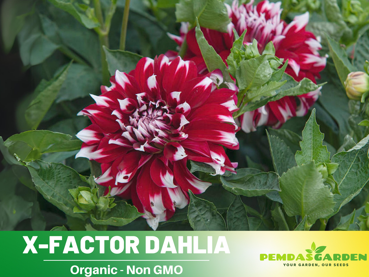 annual dahlia seeds 40+ Seeds| X-Factor Dahlia Perennial Seeds – Heirloom Dahlia Mix, Colorful Blooms for Garden Borders, Cut Flowers, Easy to Grow Annual Seeds#D088