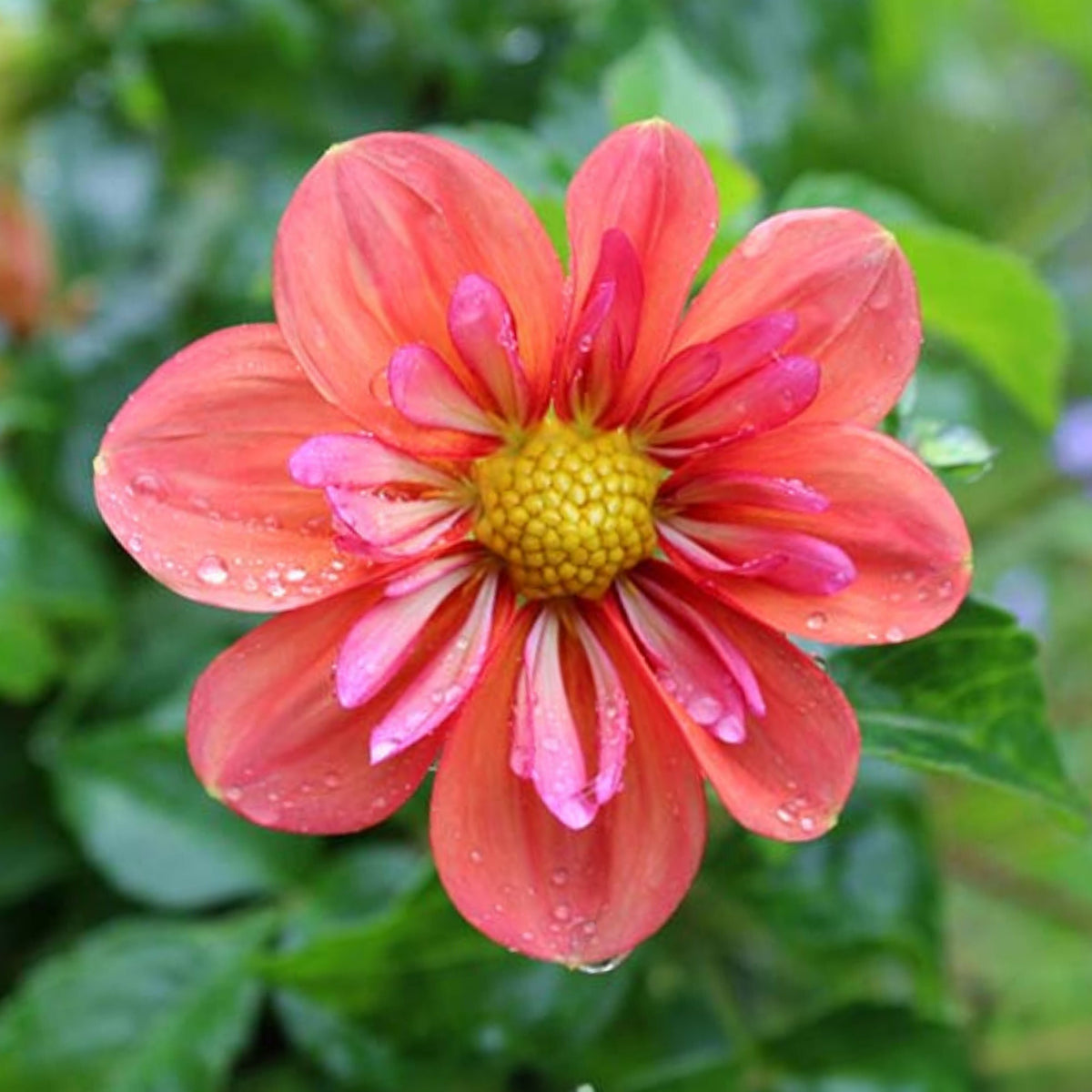 Giggles Dahlia Seeds - Colorful Garden Blooms, 40+ seeds