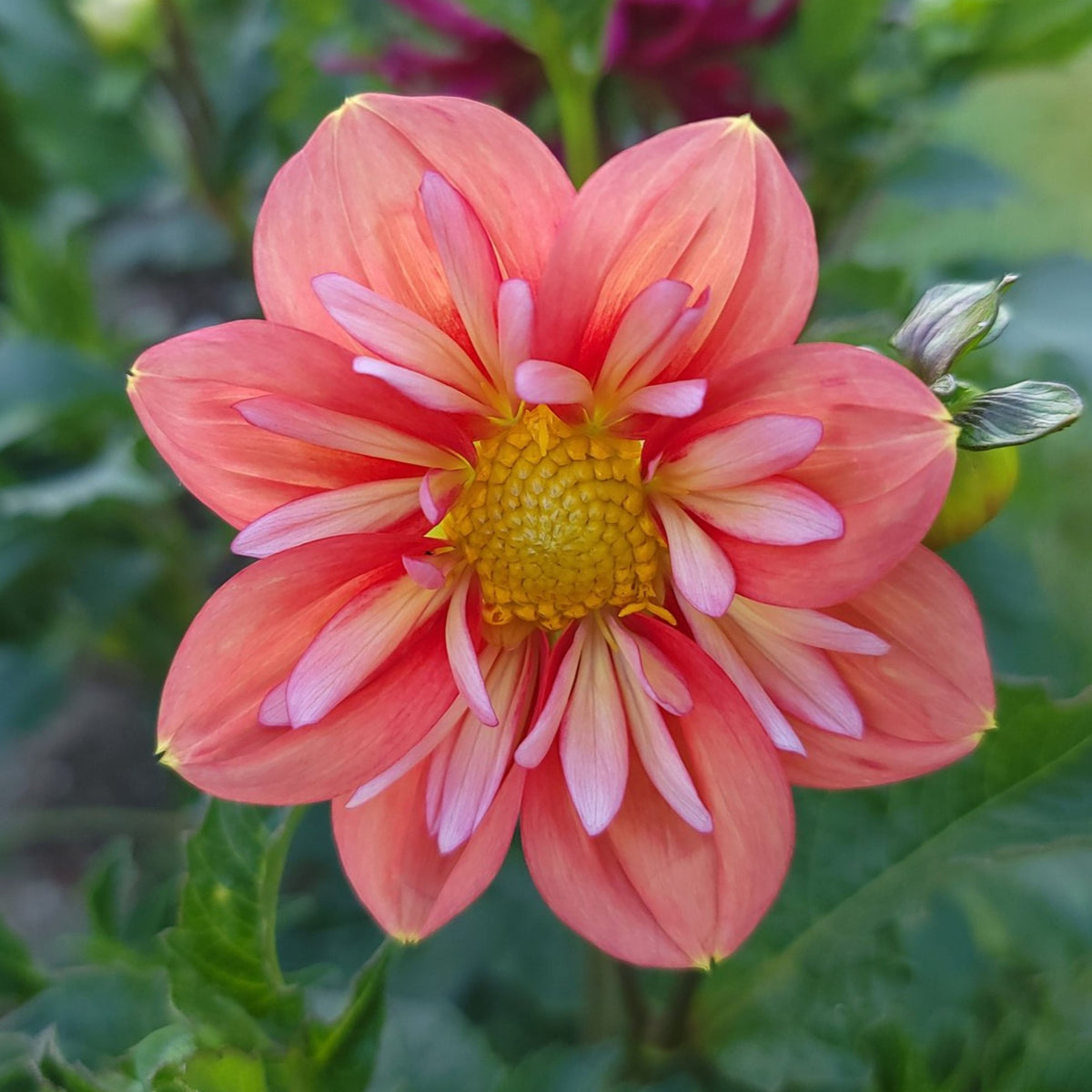 Giggles Dahlia Seeds - Colorful Garden Blooms, 40+ seeds