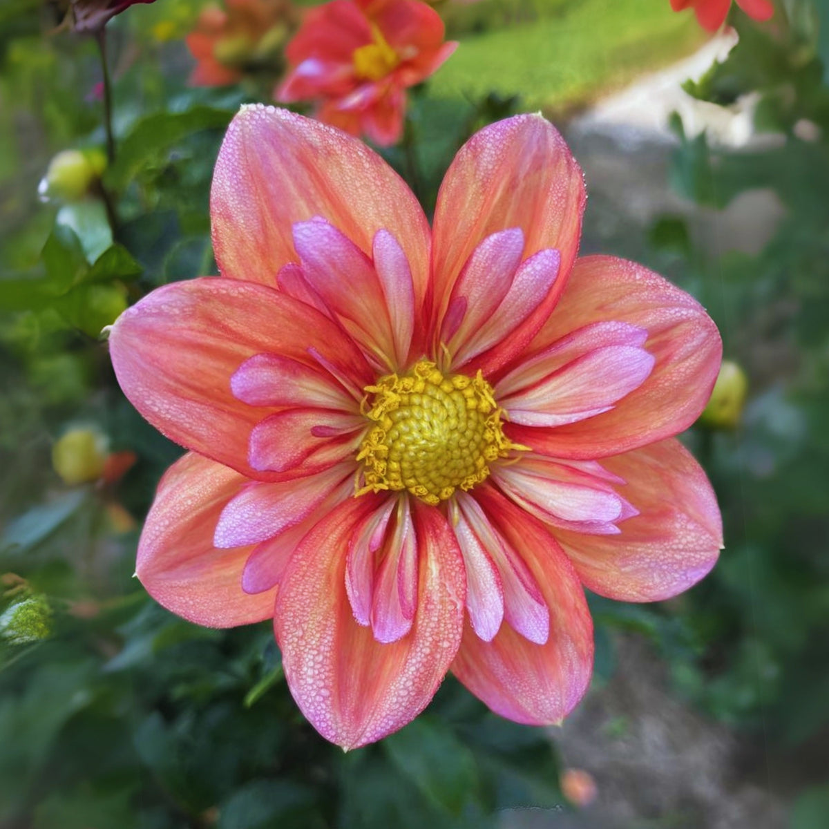 Giggles Dahlia Seeds - Colorful Garden Blooms, 40+ seeds
