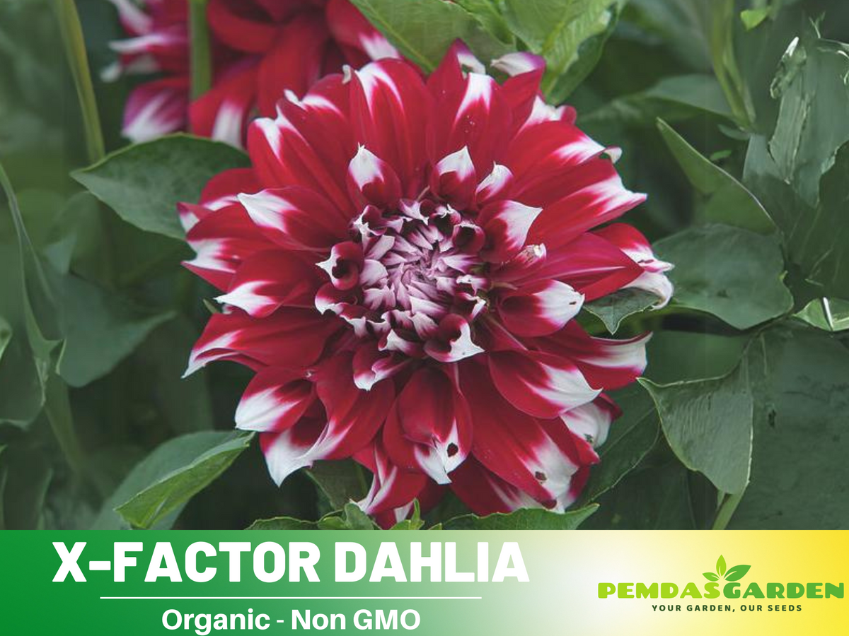 40+ Seeds|  X-Factor Dahlia  Perennial Seeds #D088