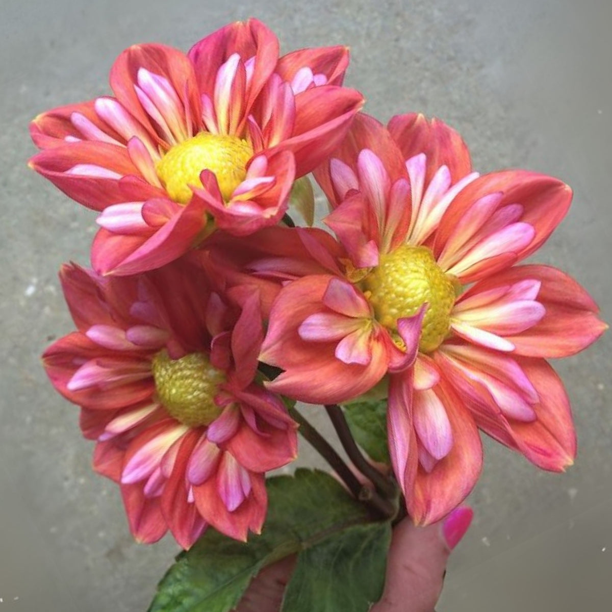 Giggles Dahlia Seeds - Colorful Garden Blooms, 40+ seeds