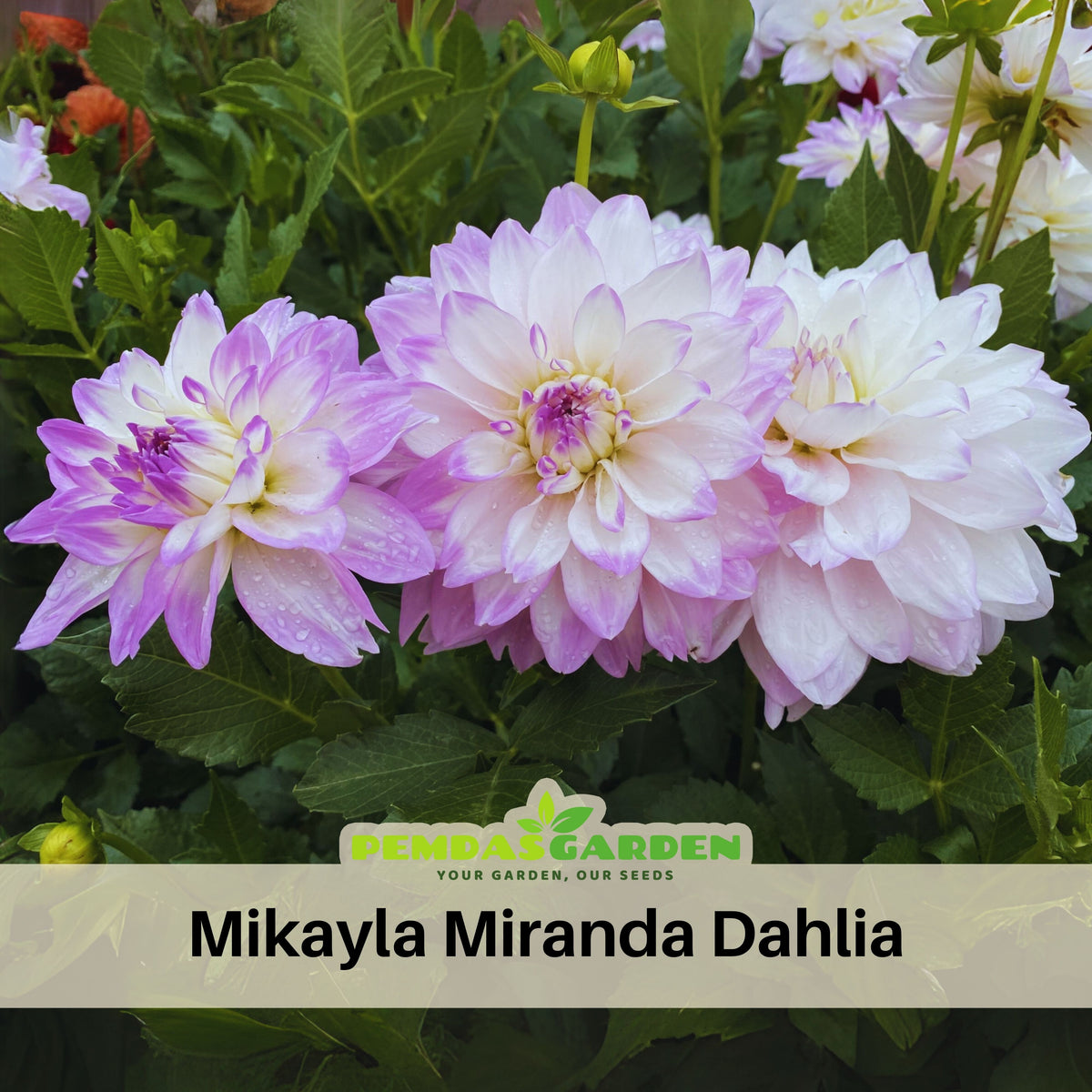 Mikayla Miranda Dahlia Perennial Seeds, 40+ seeds