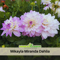 40+ Seeds|  Mikayla Miranda Dahlia  Perennial Seeds – Long Lasting Blooms, Ideal for Cut Flower Arrangements, Vibrant Garden Mix for Summer & Fall #D089