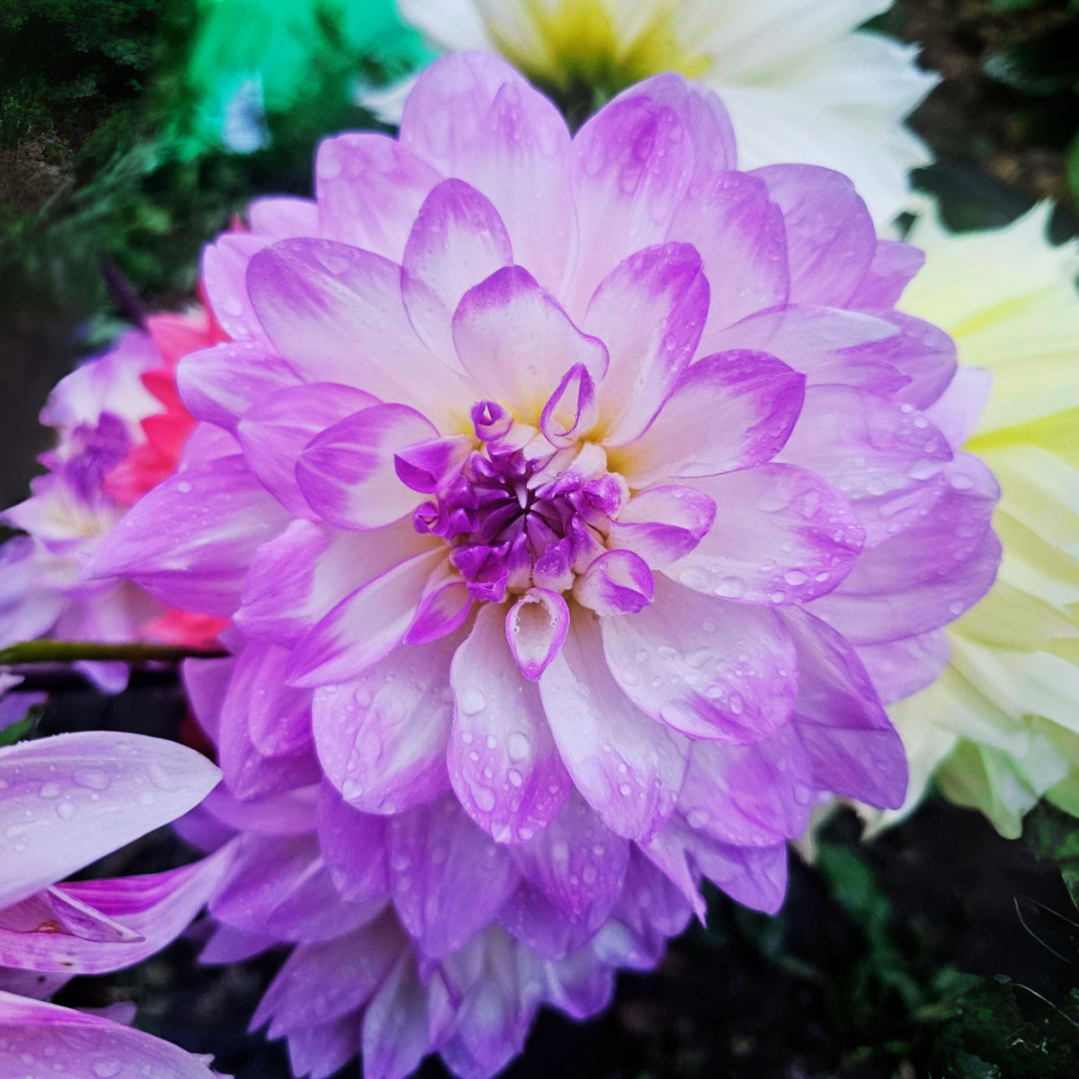 Mikayla Miranda Dahlia Perennial Seeds, 40+ seeds