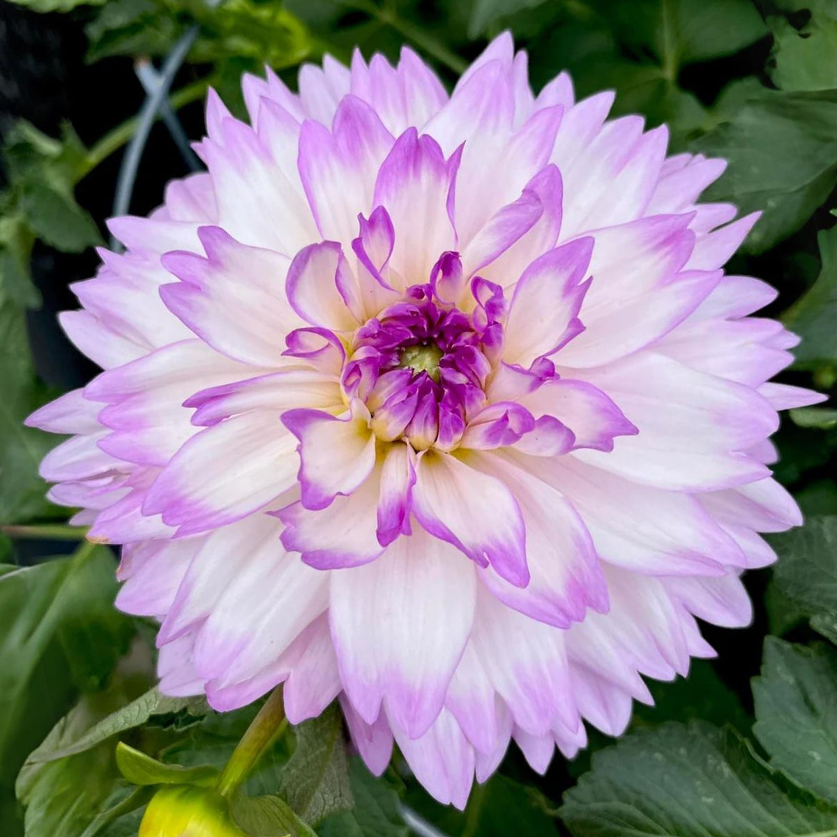 Mikayla Miranda Dahlia Perennial Seeds, 40+ seeds