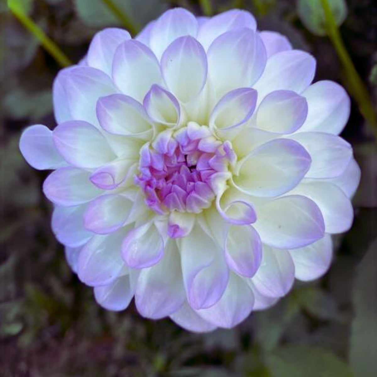 Mikayla Miranda Dahlia Perennial Seeds, 40+ seeds