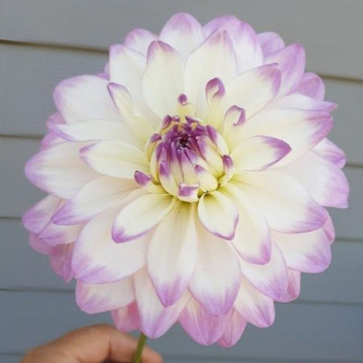 Mikayla Miranda Dahlia Perennial Seeds, 40+ seeds