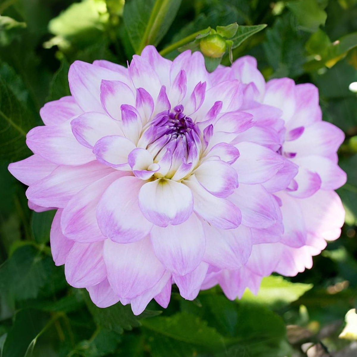 Mikayla Miranda Dahlia Perennial Seeds, 40+ seeds