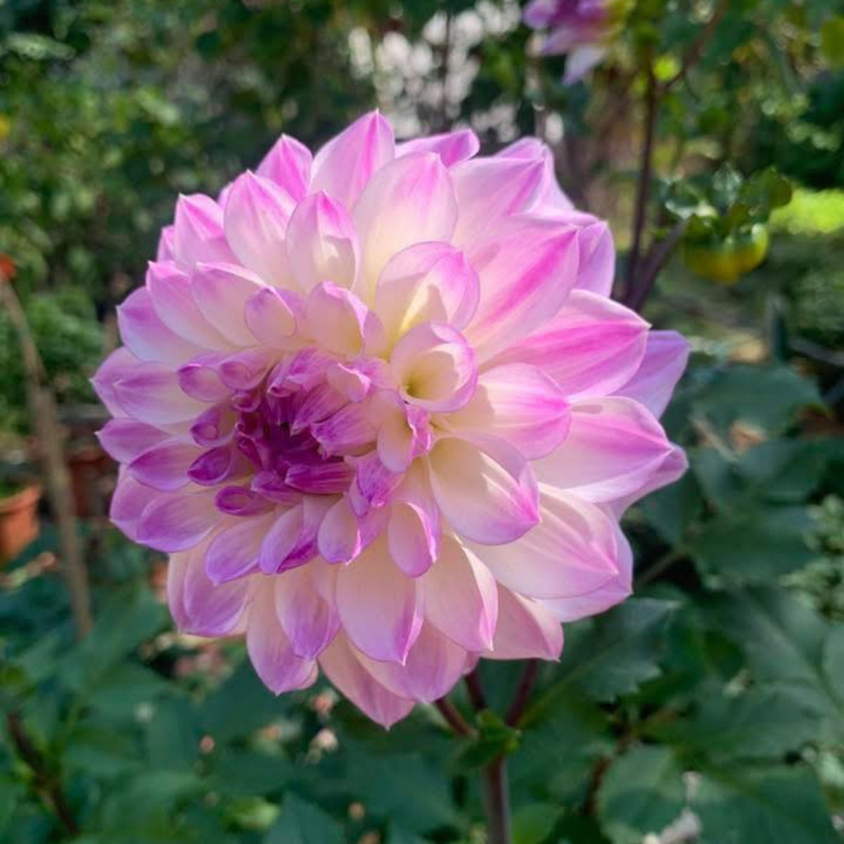 Mikayla Miranda Dahlia Perennial Seeds, 40+ seeds