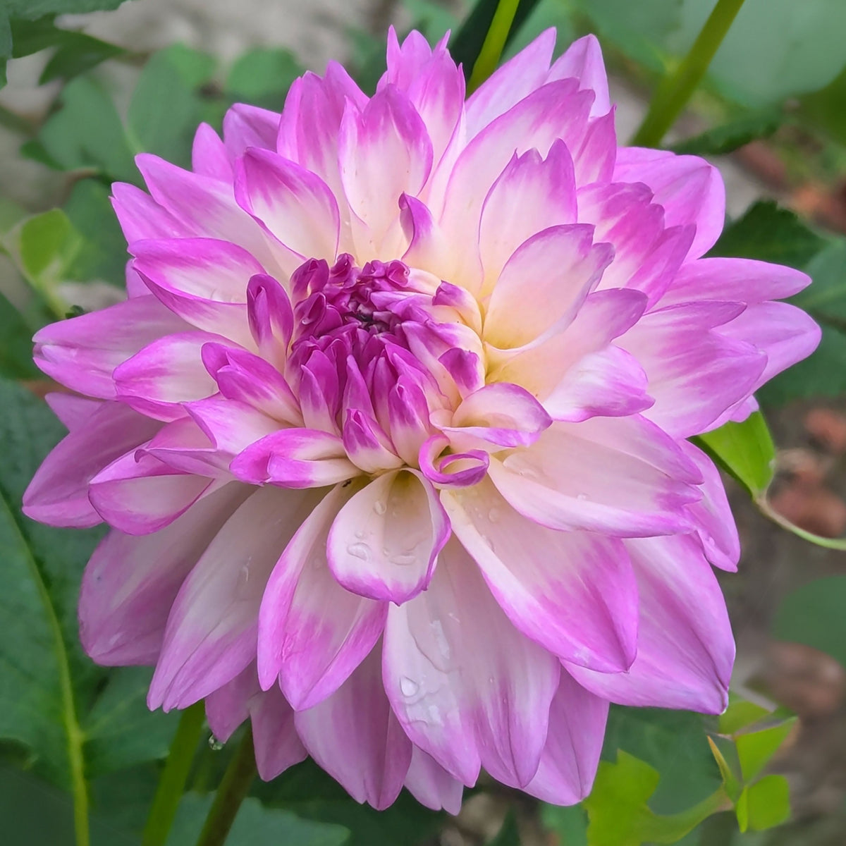 Mikayla Miranda Dahlia Perennial Seeds, 40+ seeds