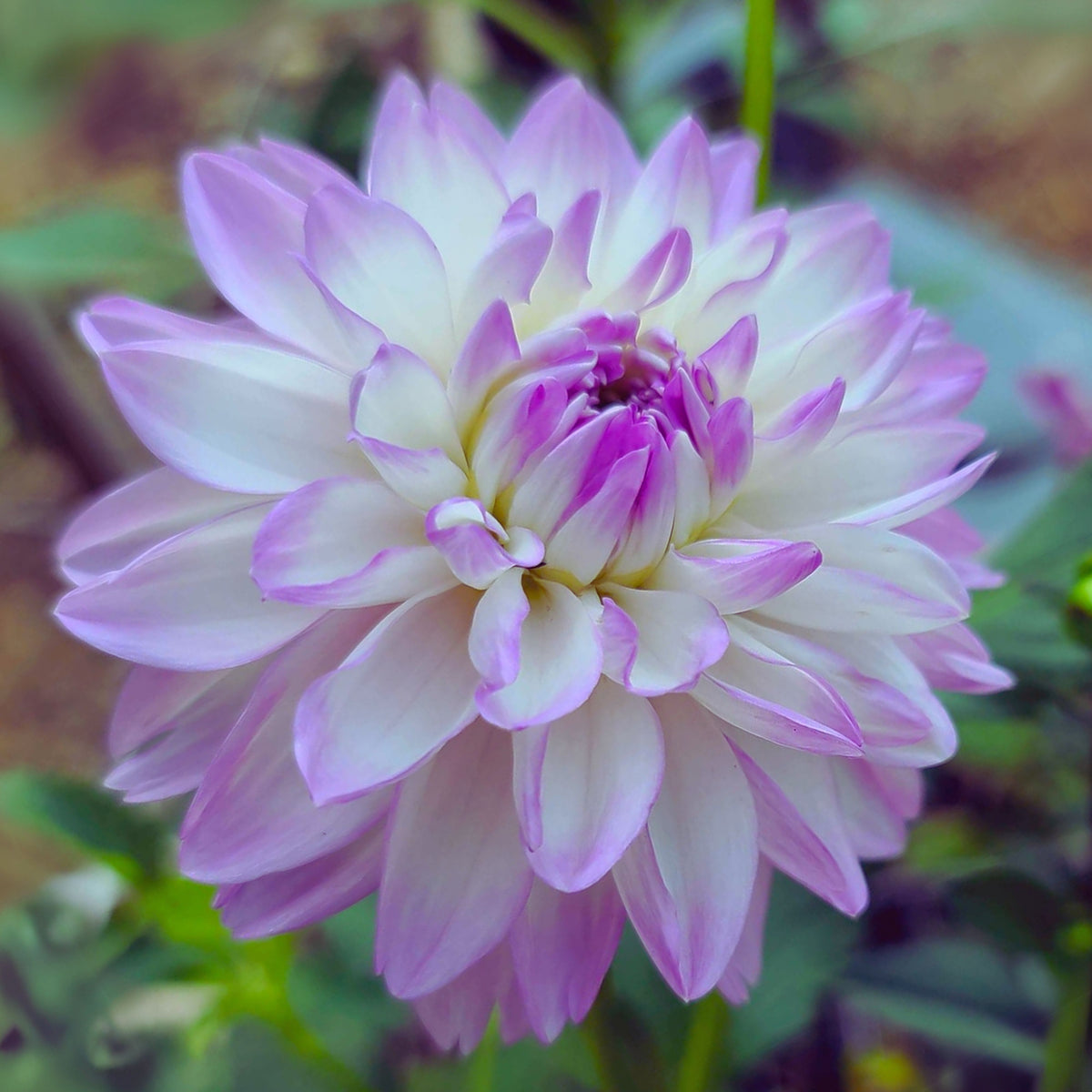 Mikayla Miranda Dahlia Perennial Seeds, 40+ seeds