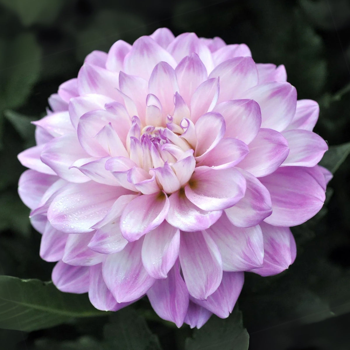 Mikayla Miranda Dahlia Perennial Seeds, 40+ seeds