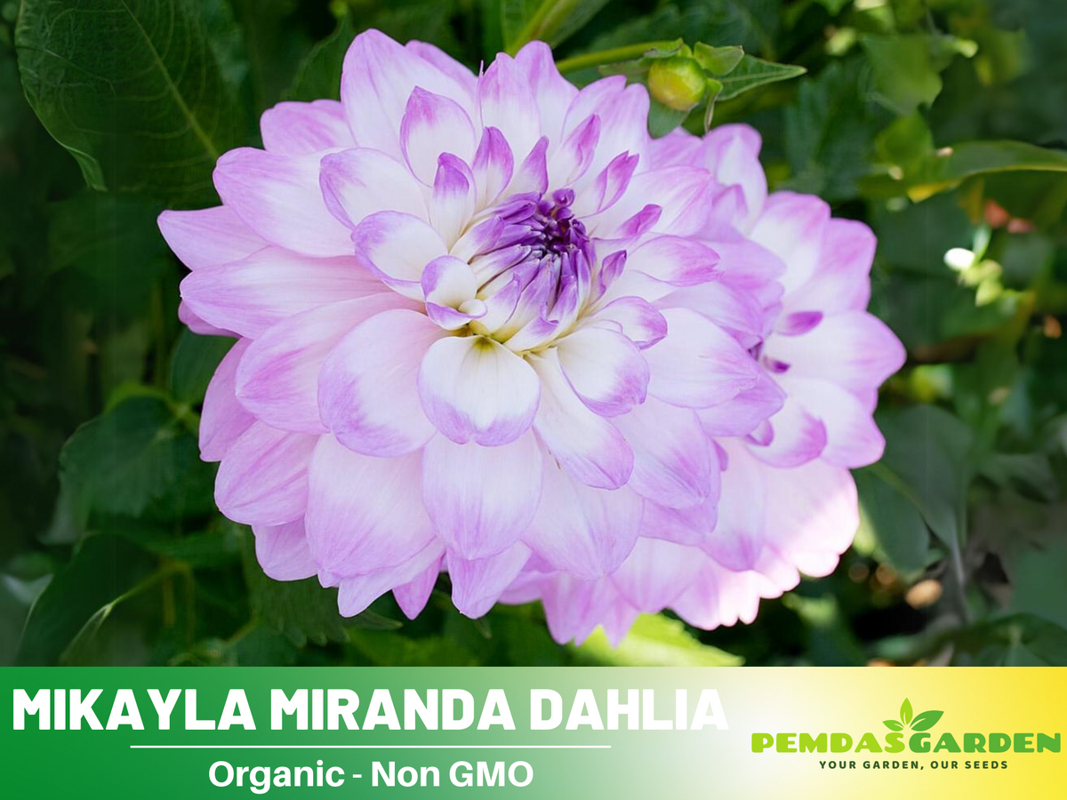 40+ Seeds|  Mikayla Miranda Dahlia  Perennial Seeds #D089
