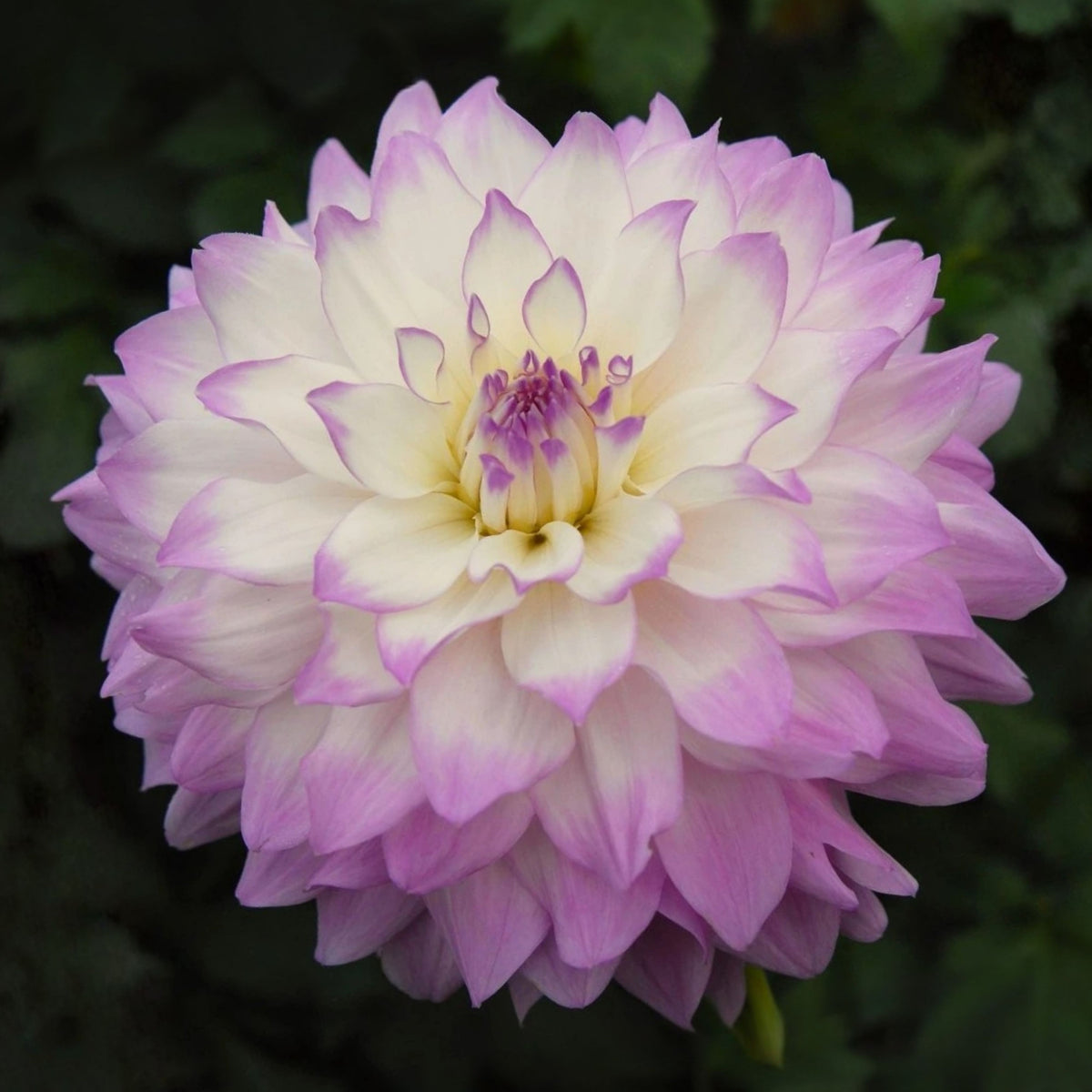 Mikayla Miranda Dahlia Perennial Seeds, 40+ seeds