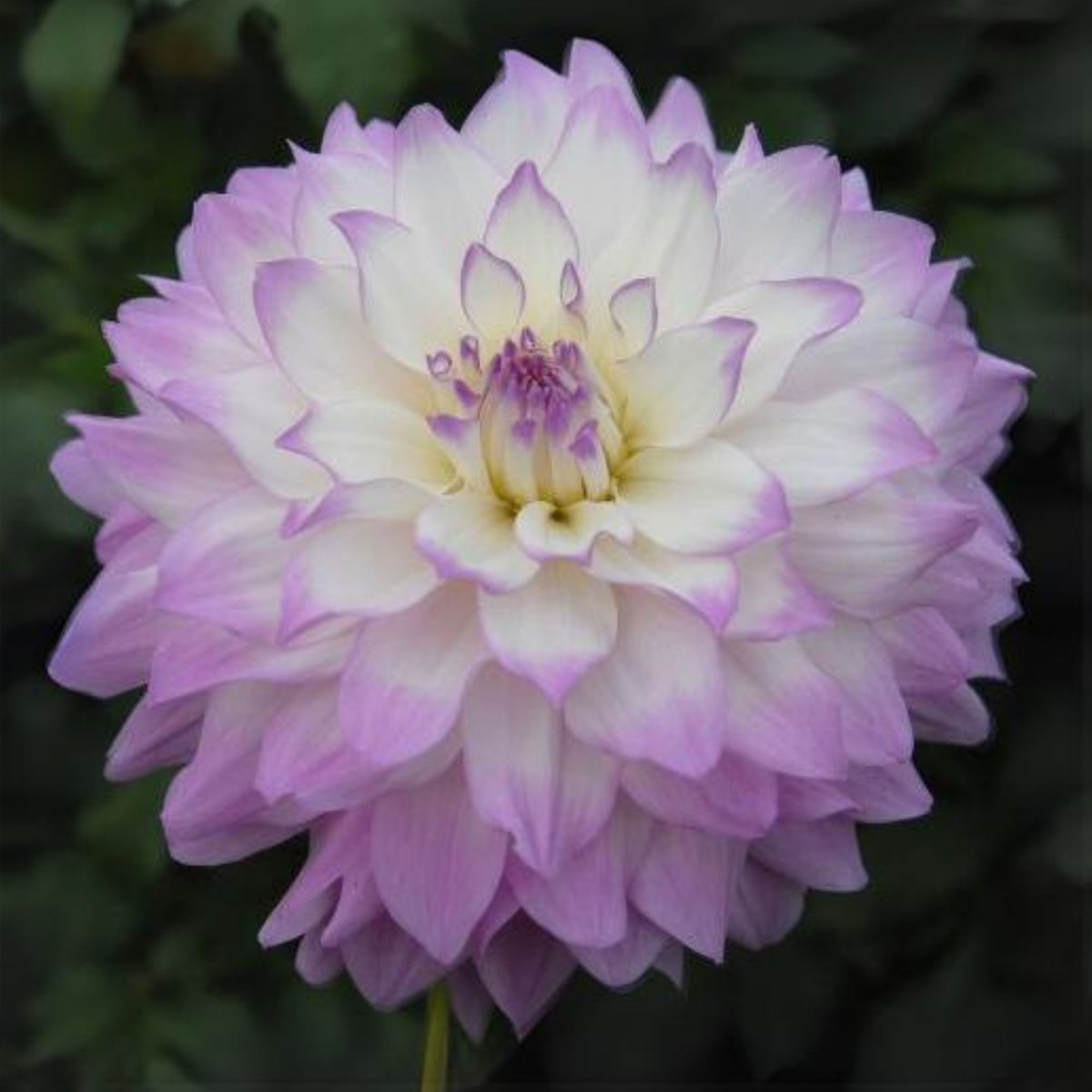 Mikayla Miranda Dahlia Perennial Seeds, 40+ seeds