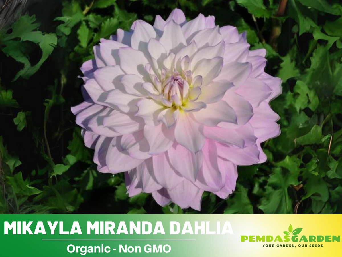 40+ Seeds|  Mikayla Miranda Dahlia  Perennial Seeds #D089