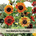25+ Seeds-Sunflower Mixture Sunflower Seeds - Helianthus Tall Giant and Dwarf Varieties for Garden Pollinator Friendly Easy to Grow, Fast growing, Attracts bees & butterflies #E001