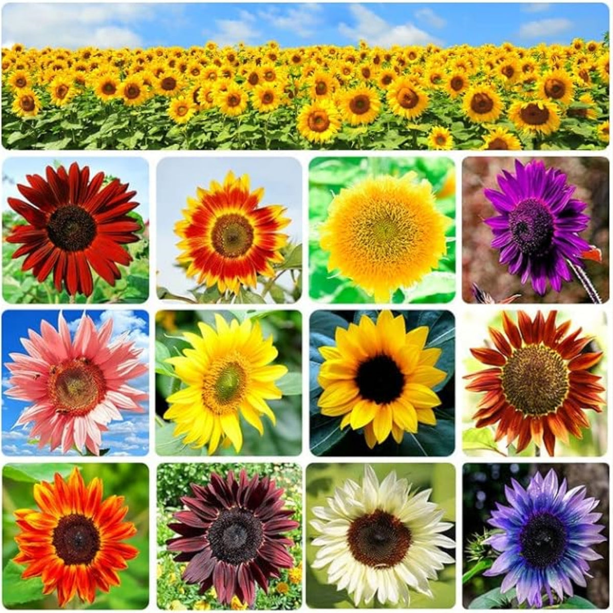 Sunflower Mixture Sunflower Seeds, 25+ seeds