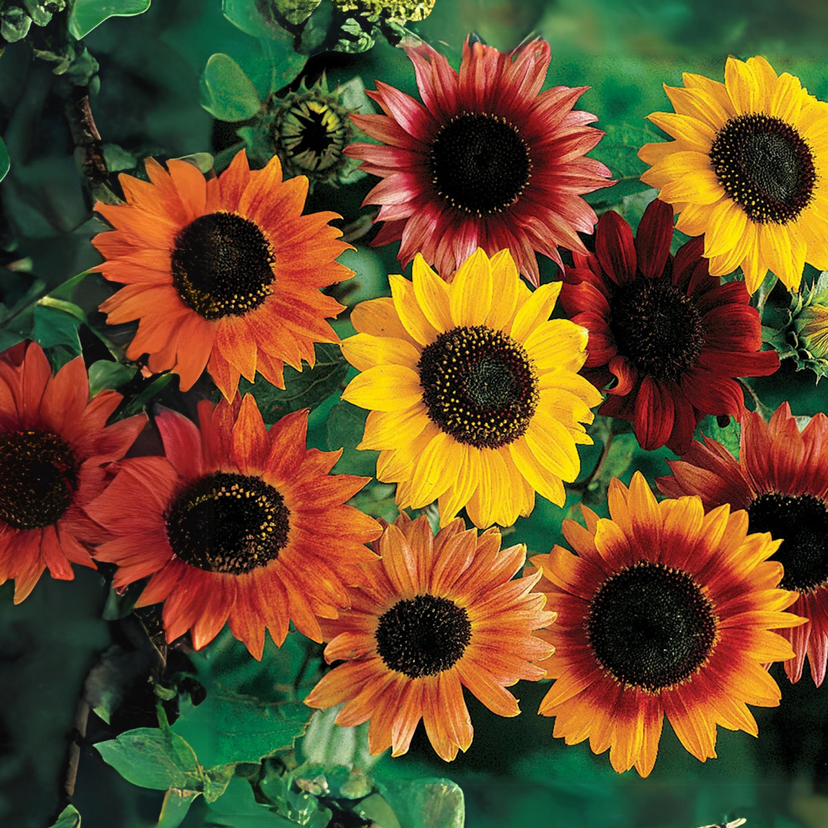 Sunflower Mixture Sunflower Seeds, 25+ seeds
