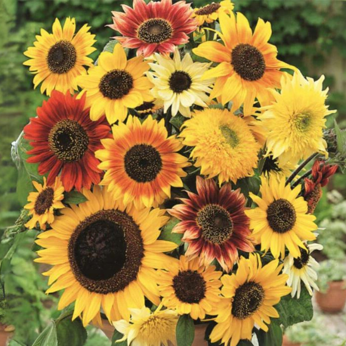 Sunflower Mixture Sunflower Seeds, 25+ seeds