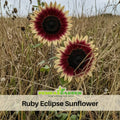 25+ Seeds|Ruby Eclipse Sun Flowers Seeds #E002