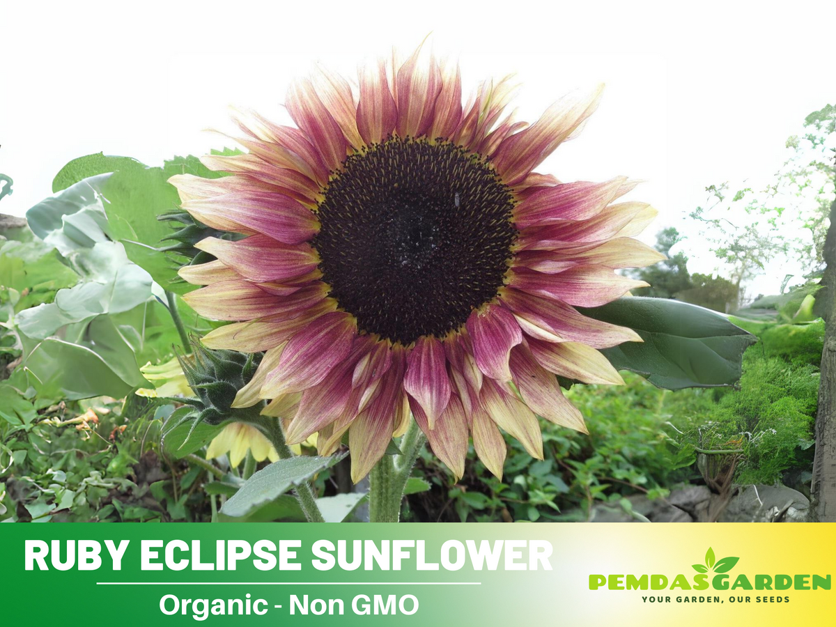 strawberry pink sunflower seeds 25+ Seeds-Strawberry Sunrise Pink Sunflower Seeds- Helianthus Tall Giant and Dwarf Varieties for Garden Pollinator Friendly Easy to Grow, Fast growing