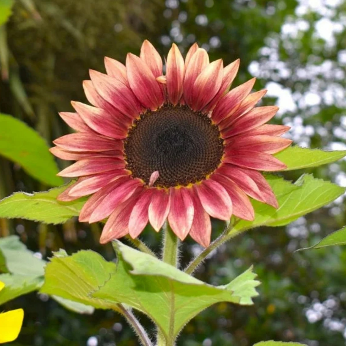 Ruby Eclipse Sun Flowers Seeds, 25+ seeds