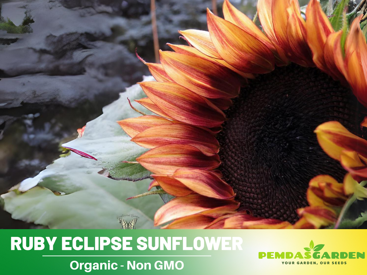 strawberry pink sunflower seeds 25+ Seeds-Strawberry Sunrise Pink Sunflower Seeds- Helianthus Tall Giant and Dwarf Varieties for Garden Pollinator Friendly Easy to Grow, Fast growing