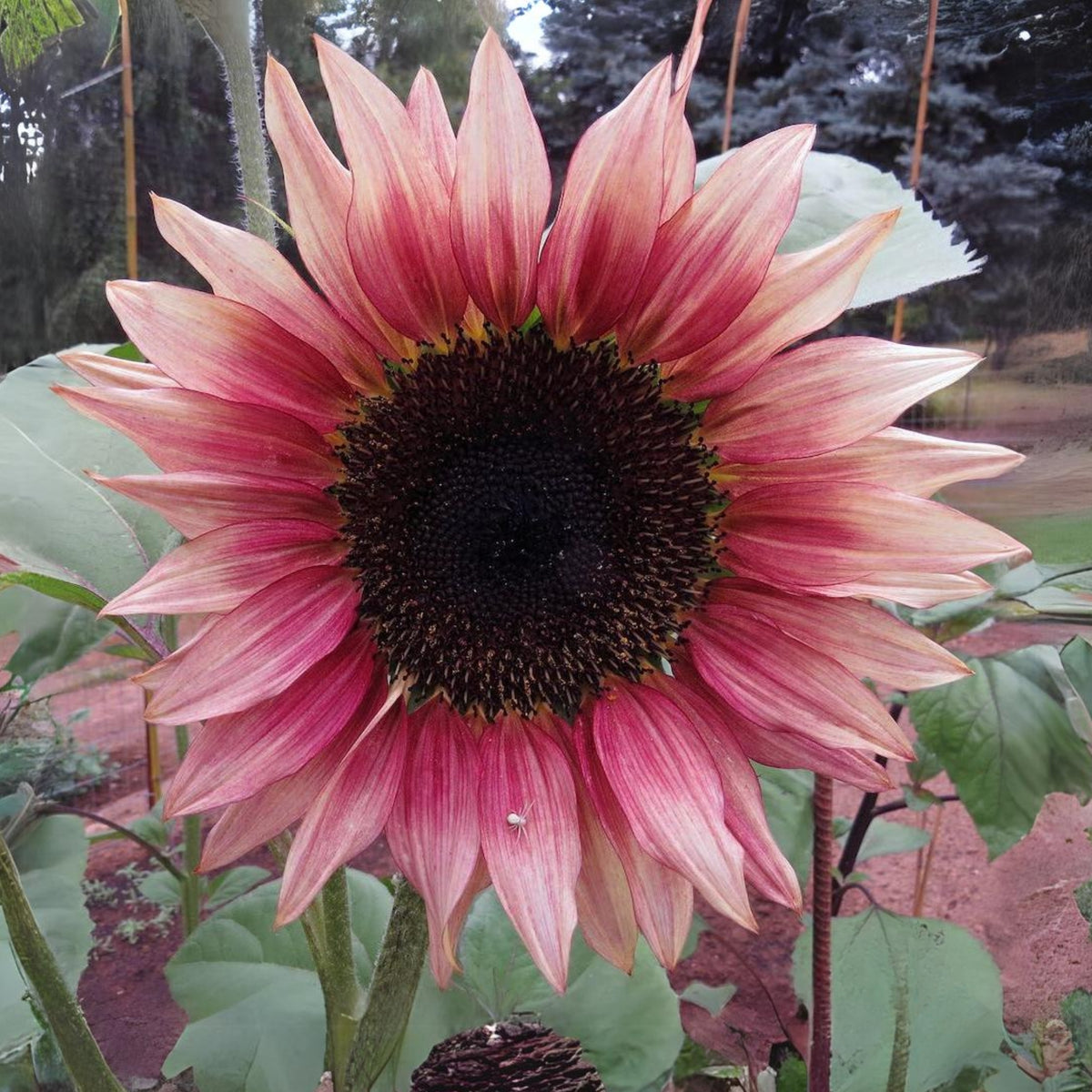 Ruby Eclipse Sun Flowers Seeds, 25+ seeds