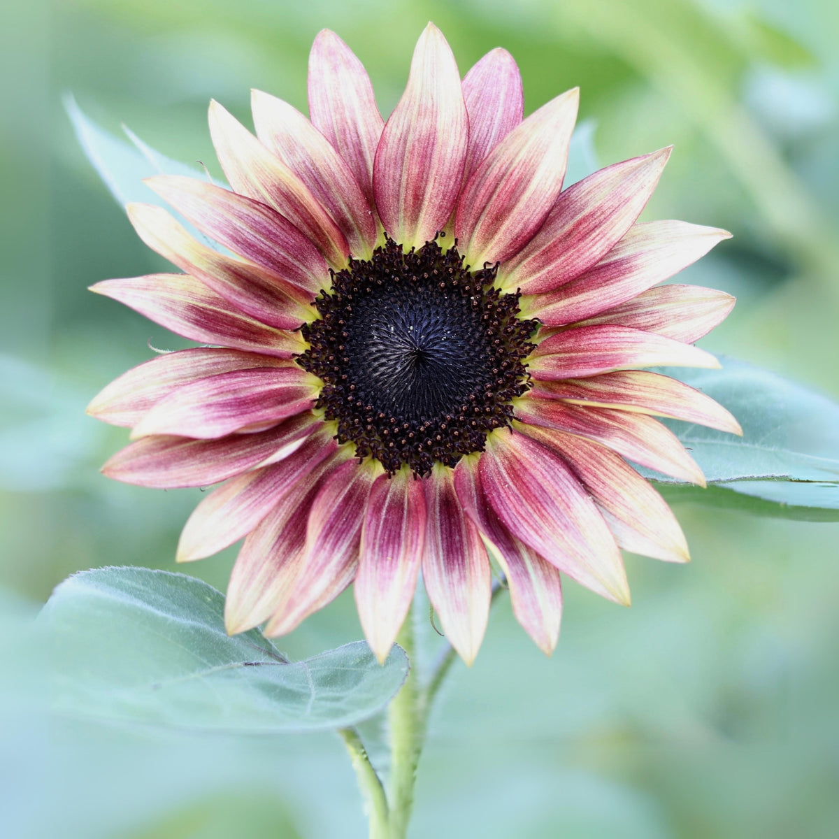 Ruby Eclipse Sun Flowers Seeds, 25+ seeds