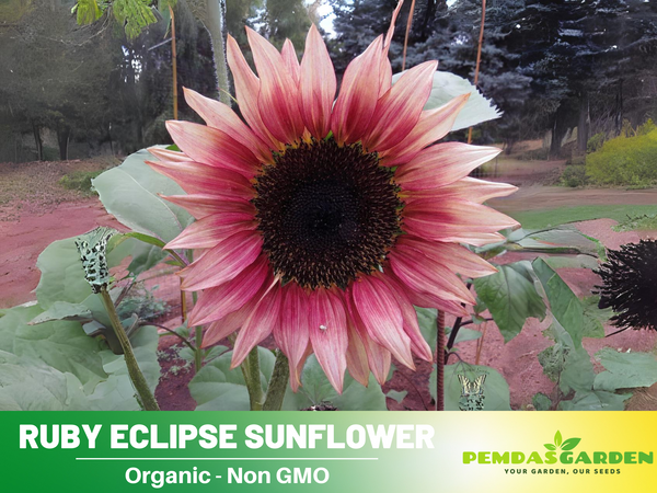 strawberry pink sunflower seeds 25+ Seeds-Strawberry Sunrise Pink Sunflower Seeds- Helianthus Tall Gia – PEMDASGARDEN